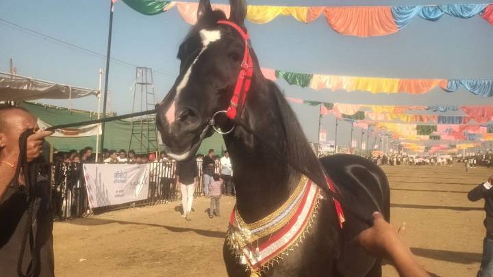 ₹15 Crore Horse 'Bramhas' Becomes Star Attraction At Sarangkheda's Chetak Festival