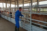 Amplían emergencia en torno a control del gusano barrenador del ganado
