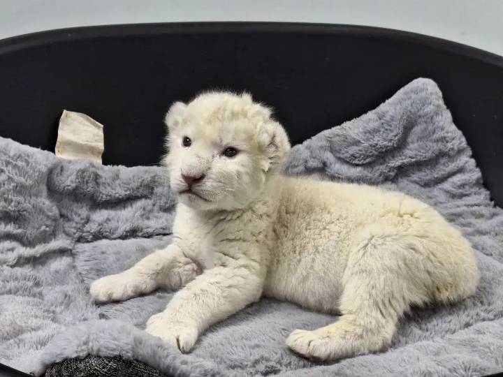 Nacen crías de león Timbavati en Zoológico de Maracay estado Aragua