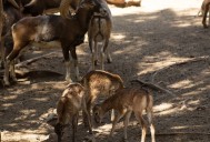 Activistas cuestionan versión oficial tras muerte de 24 borregos en el Zoológico de León
