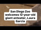 San Diego Zoo welcomes 12-year-old female giant anteater, Laura Garcia