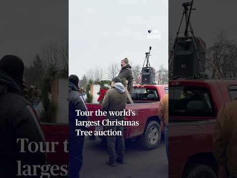 Tour the world’s largest Christmas Tree auction