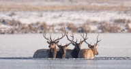 Four Bull Elk Saved After Falling Through Ice in Manhattan Pond