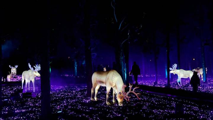 "Boreal" se enciende en el Parque Grande entre cisnes y renos luminosos en un recorrido mágico