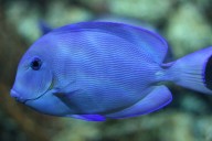 New underwater acoustic camera identifies individual fish sounds, helping track threatened species