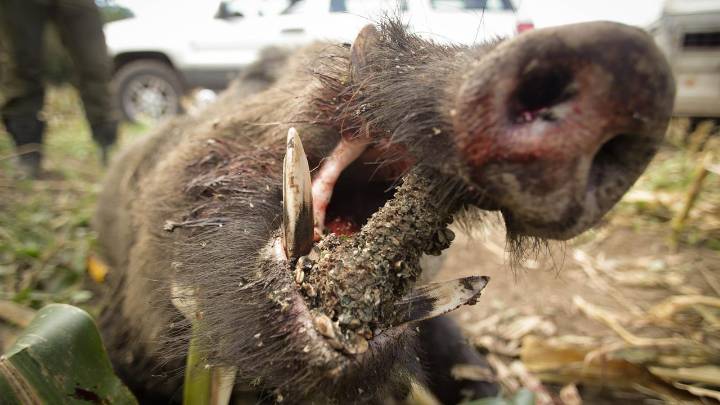 Hallado un jabalí muerto en la Universitat Autònoma de Barcelona (UAB) esta mañana