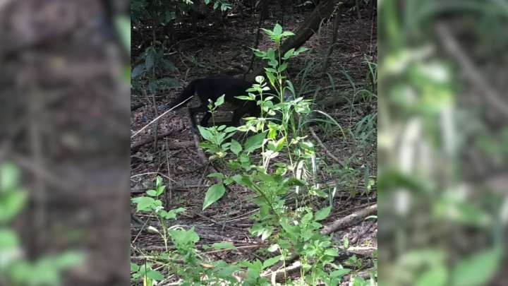 Florida Neighborhood Stunned As Mysterious Animal With Jar On Head Evades Rescue For Hours