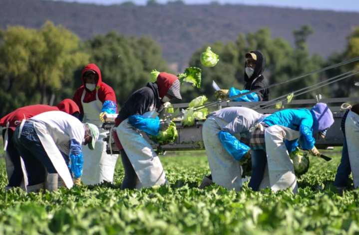 Trump anunciará millonario paquete de ayudas para los agricultores de EU