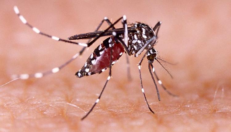 Dengue Cases In Manipur Mount To 5,502 Despite Declining Outbreak Intensity