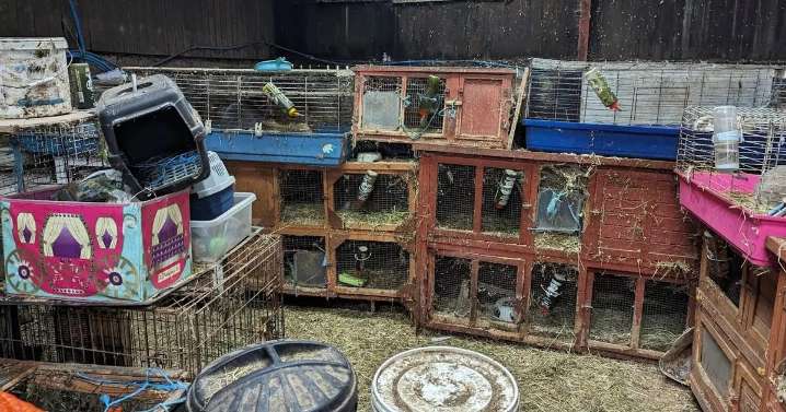 Disgust as woman left suffering animals in cages overflowing with faeces
