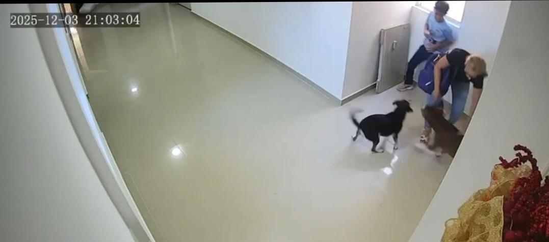 Perro pitbull atacó a niño de 10 años en edificio del norte de Barranquilla