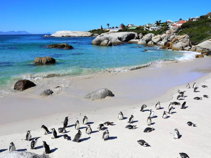 What caused a massive die-off of penguins off  South African coast?