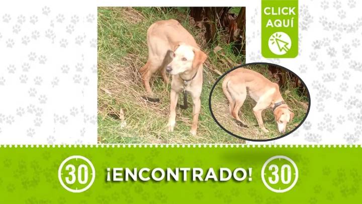 Perrito «llorando» fue hallado en Moravia: porta collar por lo que se presume tiene familia ¿lo reconoces?