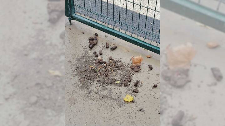 Indignación en La Jota por unos excrementos caninos: "Los recogen con pala y los ponen ahí"