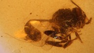 Descubren una nueva especie de avispa fósil en el ámbar de El Soplao de hace 105 millones de años