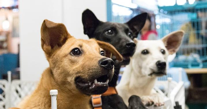 ¡Adopta y regala amor! Feria navideña reunirá a 20 peluditos en busca de hogar