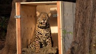 Jaguar rescued after being shot in the head released back into Amazon rainforest