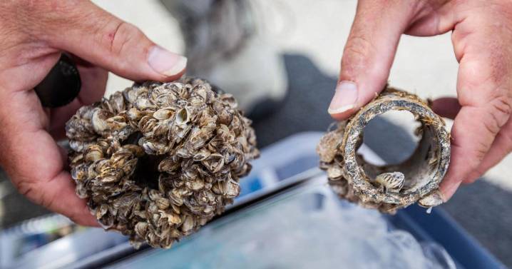 Valley ponds, lakes among challenges CPW faces in taking on mussels problem