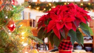 For Longer-Lasting Color On Your Poinsettias, Use This Type Of Fertilizer