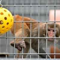 US medical agency will scale back testing on monkeys