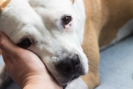 Shelter Dog Uncontrollably Shaking After Being Fostered Breaks Hearts