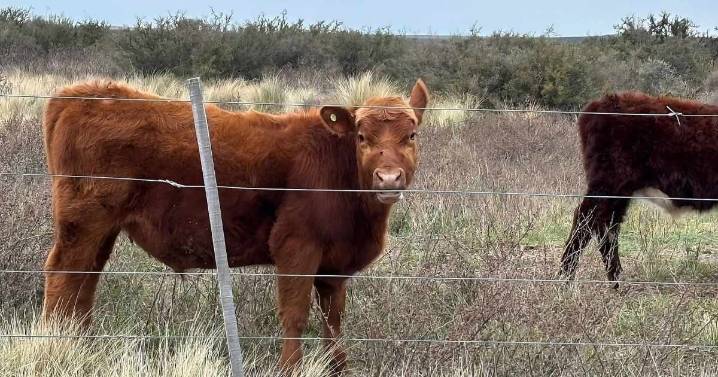 Ganadería en el desierto: apostó por la recría en el árido secano de la Patagonia y logró 460 gramos diarios