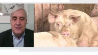 Juan José Badiola, veterinario, sobre el brote de peste porcina: "Es el peor brote en 30 años"