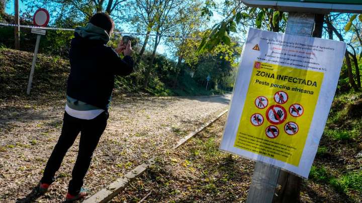 Agricultura eleva a 13 los casos de peste porcina en la zona restringida de Collserola (Barcelona)