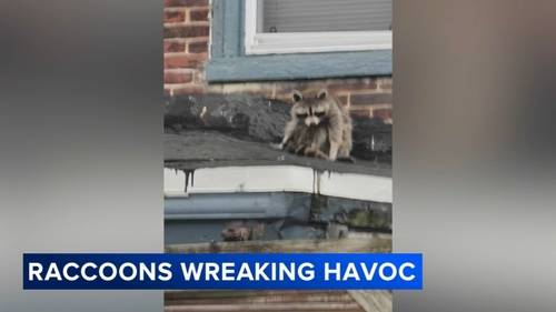 Neighbors in Southwest Philadelphia call for action as raccoon problems persist