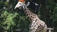 Giraffe’s 25th birthday celebrated at Mysuru zoo