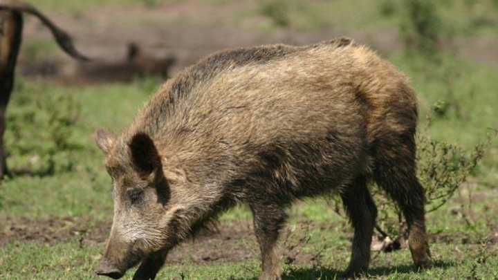 El 'síndrome del bocadillo' amenaza al cerdo ibérico de Extremadura: alertan del riesgo humano en la expansión de la peste porcina