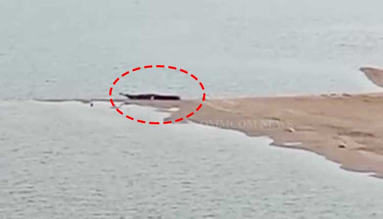 Gharial Sighting Causes Panic In Mahanadi In Cuttack