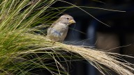 The Ornamental Grass That Offers Food & Shelter For Birds In Winter