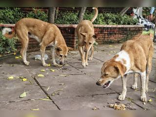 J&K Govt Directs ULBs to Secure Schools, Hospitals, Stadiums From Stray Dogs