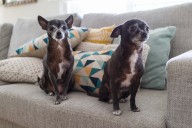 Dog Breeds With the Longest Life Spans—and How To Help Yours