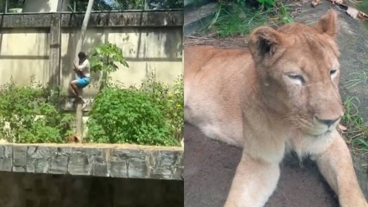 Quién era el joven que ingresó a la jaula de una leona y murió tras ser atacado