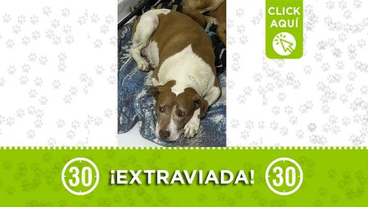 ¡Urgente! Perrita pitbull de 11 años se perdió en Carpinelo: huyó por la pólvora