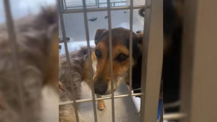 California Pup Facing His Final Weeks Finds Himself Lifted Into A Home Full Of Kindness