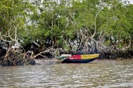 As fish catches fall and seas rise, Douala’s residents join efforts to restore mangroves