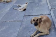 Perros callejeros provocan cuatro accidentes viales en Campeche durante 2025