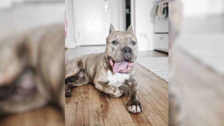 Pit Bull Overcomes Heartbreak And Finds Healing In A New York Woman's Home