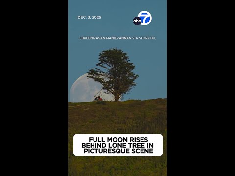 Full moon rises behind lone tree in picturesque scene