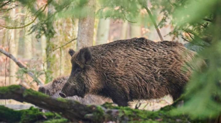 Endurecen los controles tras la aparición de casos de peste porcina africana en España
