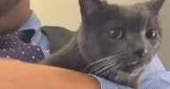 'Grinning cat' escapes on plane and presents pre-takeoff safety demonstration