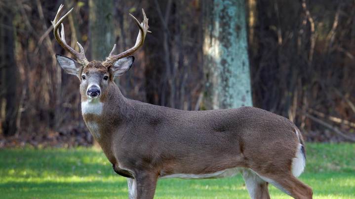 Ohio deer gun season sees more deer checked than average