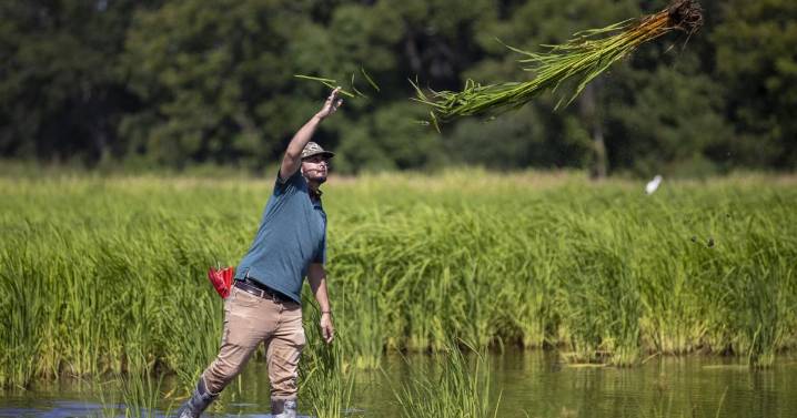 Farmers across SC and NC strive to save Carolina Gold rice