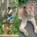 Leona mata a un hombre en zoológico de Brasil. La víctima invadió su recinto