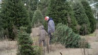 BLM starts $5 Christmas tree permits in New Mexico