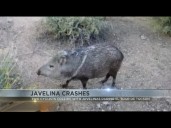 ONLY ON 4: Two cyclists collide with javelinas during El Tour de Tucson