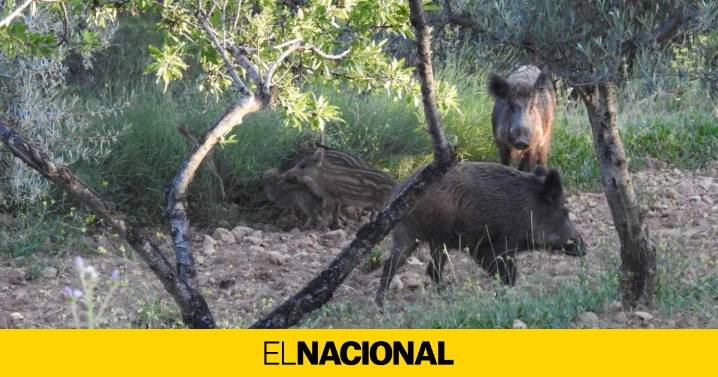 ¿Apruebas la gestión de la peste porcina que hace el Govern?